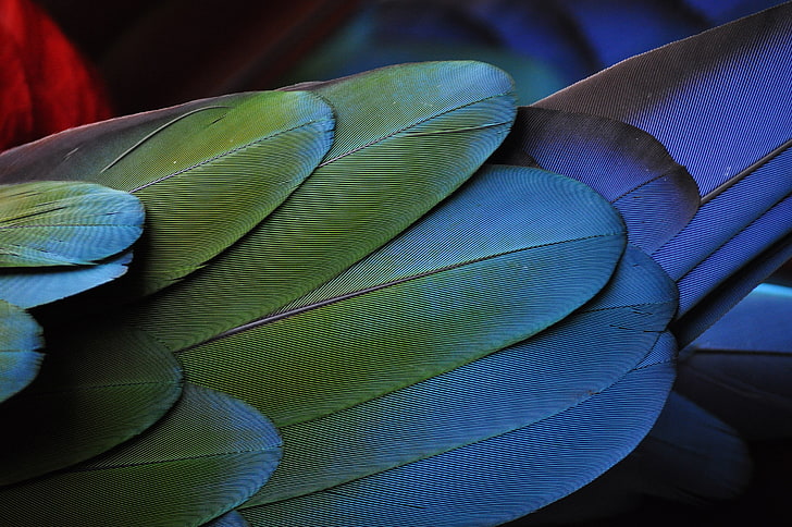 green bird feather, feathers, bird, colorful, texture, HD wallpaper