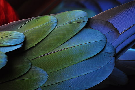 plume d'oiseau vert, plumes, oiseau, coloré, texture, Fond d'écran HD HD wallpaper