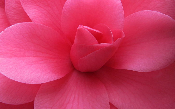 ดอกไม้กลีบดอกสีชมพูกลีบโรงงานดอกไม้สีชมพู, วอลล์เปเปอร์ HD