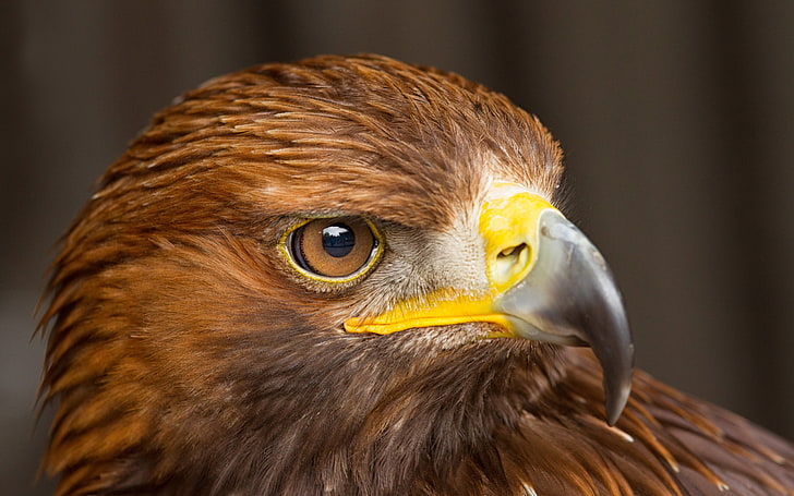 brown eagle, macro, bird, Falcon, HD wallpaper