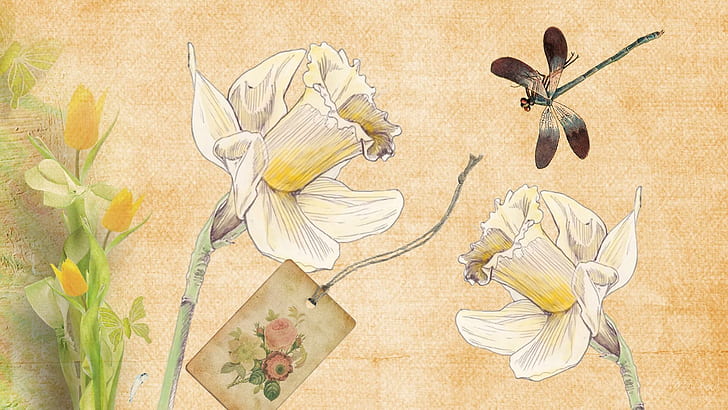 Daffodils Dragonfly, white and brown flower painting, daffodils, vintage, tulips, spring, dragonfly, antique, summer, old firefox persona, 3d and abstra, HD wallpaper
