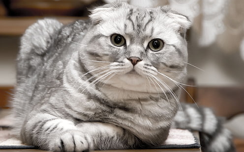 Красива сребърна котка с шотландски гънки, шотландска котка, разкошна, сериозна, HD тапет HD wallpaper