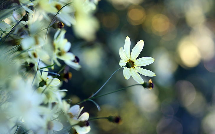 ดอกไม้สีขาว, พืช, โบเก้, สีขาว, ดอกไม้, พืช, โบเก้, วอลล์เปเปอร์ HD