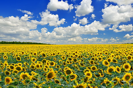 поле подсолнуха, поле, небо, облака, деревья, подсолнухи, цветы, HD обои HD wallpaper