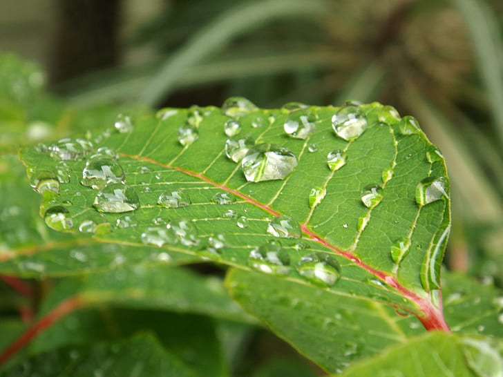Wasserblase auf Blatt, Wasser, Blase, Blume, Pflanze, Tropfen, Blatt, graden, Morgen, HD-Hintergrundbild
