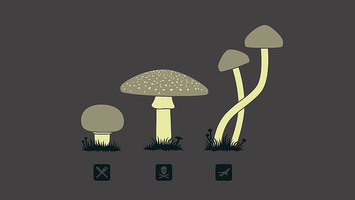 Cogumelos HD, drogas, cogumelos, cogumelos, HD papel de parede