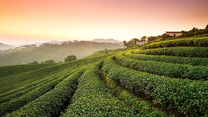 природа, чай, поле, чайный завод, HD обои