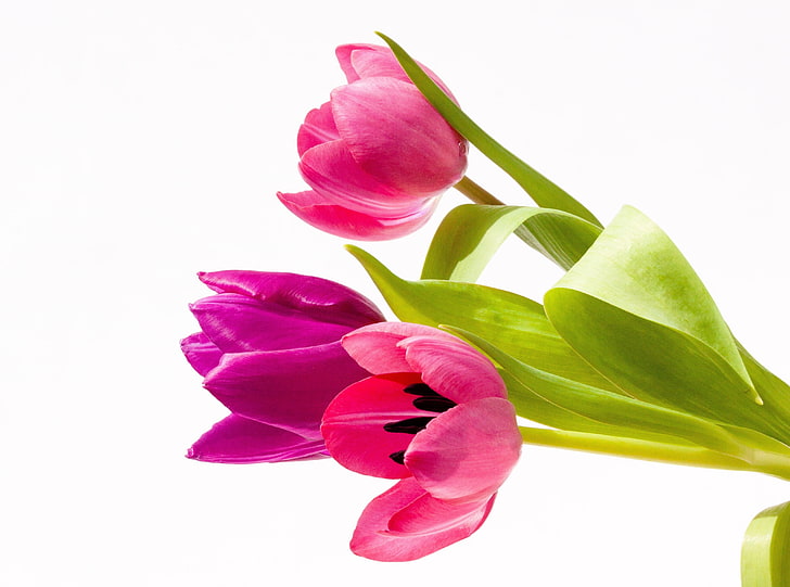 Pink Tulips Bouquet, Seasons, Spring, Nature, Tulips, Pink, Flowers, Plant, Macro, Easter, Blossom, Bloom, bouquet, Violet, flora, flowerbracts, cutflower, floralarrangements, whitebackground, HD wallpaper