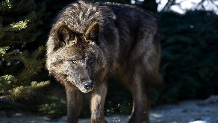 الذئب البني ، الذئب، خلفية HD