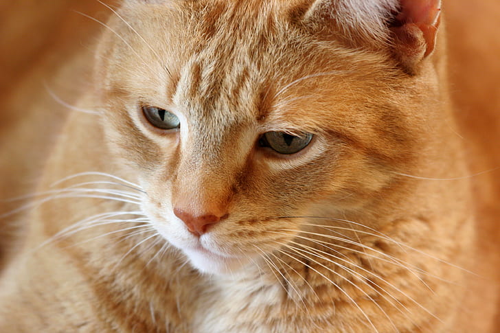 Оранжевый полосатый кот, Оранжевый полосатый кот, полосатый кот, кошачий кот, оранжевый полосатый кот, кошачий, катце, чат, кат, мужчина, домашняя кошка, животное, домашние животные, милый, котенок, млекопитающее, мех, усы, домашние животные, глядя, HD обои
