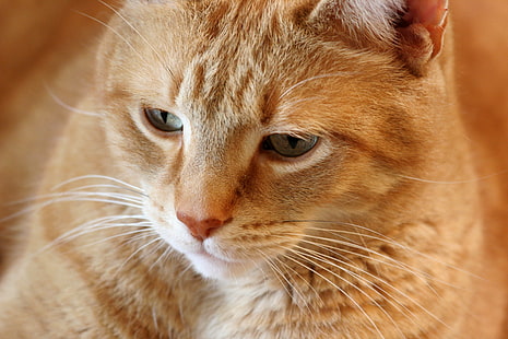 Оранжевый полосатый кот, Оранжевый полосатый кот, полосатый кот, кошачий кот, оранжевый полосатый кот, кошачий, катце, чат, кат, мужчина, домашняя кошка, животное, домашние животные, милый, котенок, млекопитающее, мех, усы, домашние животные, глядя, HD обои HD wallpaper
