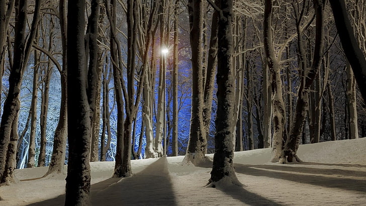 눈 덮인 나무, 자연, 나무, 숲, 분기, 나무, 겨울, 눈, 태양, 그림자, 언덕, HD 배경 화면