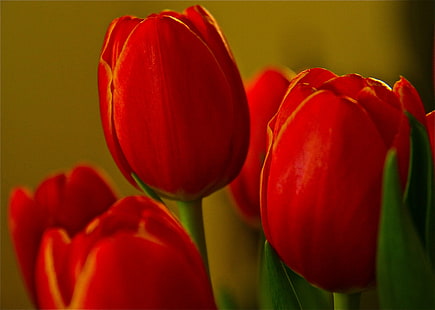 Tulipani rossi, Primavera, Maine, Negozio di alimentari, Tulipani, fiore, rosso, macro, bokeh, tulipano, natura, primavera, pianta, testa di fiore, petalo, verde Colore, Sfondo HD HD wallpaper
