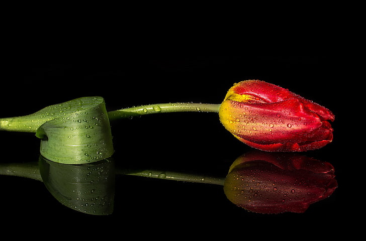 fleur de tulipe rouge et jaune, gouttes, macro, reflet, tulipe, Fond d'écran HD