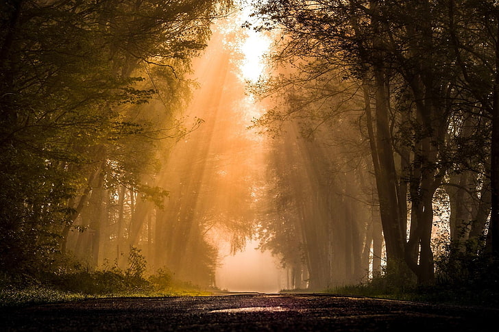 forest painting, road, forest, plants, sun rays, mist, nature, trees, HD wallpaper