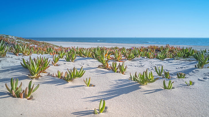 grünes und gelbes Blumentextil, Strand, Ufer, Pflanzen, Sand, Wasser, Cyan, Meer, Horizont, Sonnenlicht, HD-Hintergrundbild