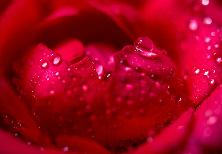 macro shot of petal of red roses with water droplets, rose, Heart of a Rose, macro shot, petal, red roses, water droplets, Flower, D3200, Tokina, AT-X, M35, PRO, DX, 35mm, f/2.8, Nikon, unlimited, Ultra, drop, nature, dew, macro, close-up, wet, freshness, red, plant, water, flower Head, single Flower, rain, beauty In Nature, raindrop, HD wallpaper