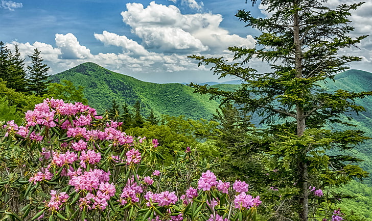 flowers, mountains, USA, North Carolina, Blue Ridge Parkway, rhododendrons, HD wallpaper
