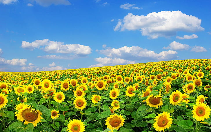 Sunflowers, summer, sky, clouds, Sunflowers, Summer, Sky, Clouds, HD wallpaper