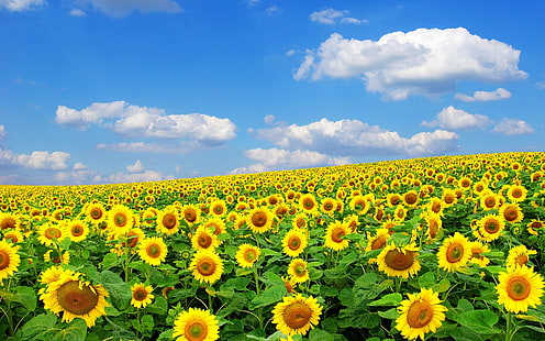 Sunflowers, summer, sky, clouds, Sunflowers, Summer, Sky, Clouds, HD wallpaper HD wallpaper