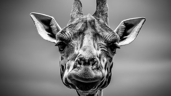 Foto preto e branco de girafa, monocromático, girafas, animais, animais selvagens, HD papel de parede HD wallpaper