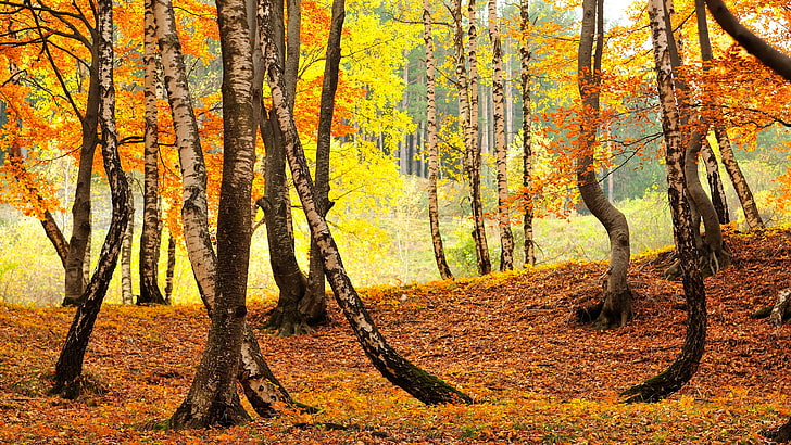 trees, fall, leaves, nature, HD wallpaper