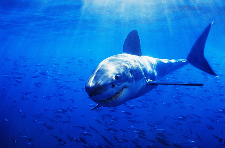 ฉลามสัตว์, วอลล์เปเปอร์ HD