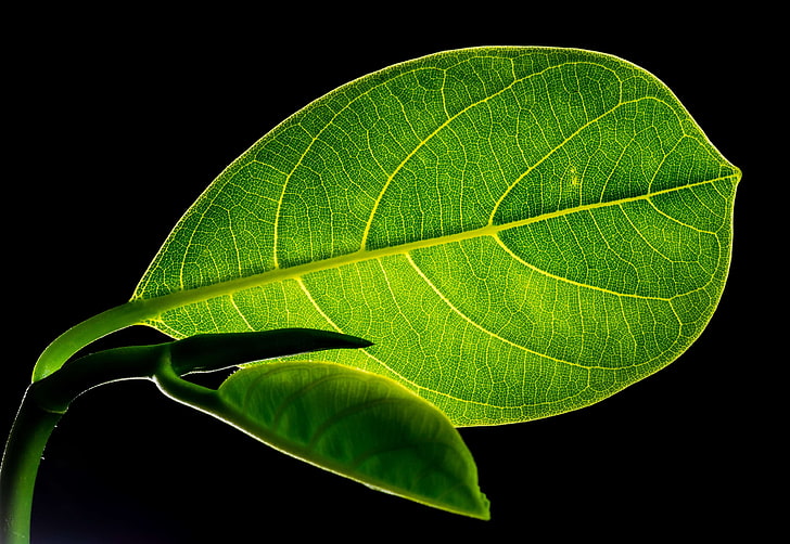 Schwarzer Hintergrund, Close Up, Farbe, Farbe, Grün, Beleuchtet, Jack Fruit Leaf, Blatt, Blätter, Makro, Natur, Muster, Textur, HD-Hintergrundbild