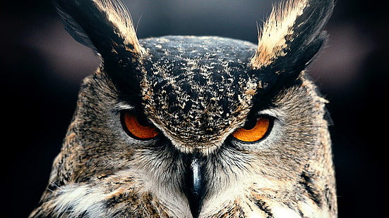 búho, pájaro, cara, ojos, búho cornudo, pico, fauna, ave de rapiña, de cerca, fauna, pluma, Fondo de pantalla HD HD wallpaper