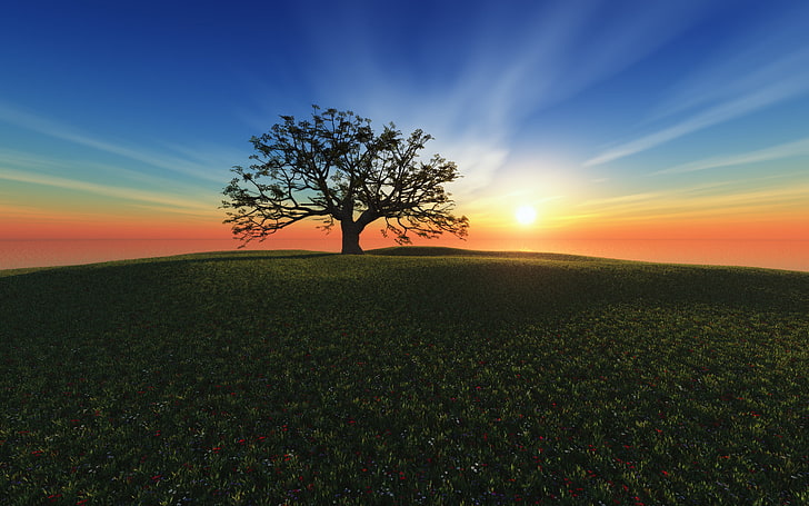 Baum und Sonne Wallpaper, Sonnenuntergang, Sunset Hill, HD-Hintergrundbild