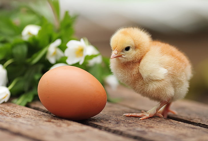 коричневое птичье яйцо и цыпленок, яйцо, курица, цыпленок, HD обои
