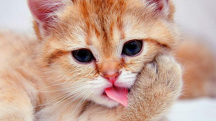 kucing, close-up, peduli, imut, Wallpaper HD