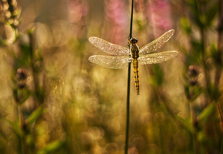 glare, background, Shine, wings, plants, dragonfly, blur, grass, HD wallpaper