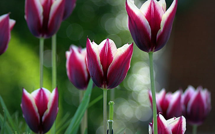 Tulipani primaverili Bokeh, tulipani viola, primavera, tulipani, bokeh, Sfondo HD