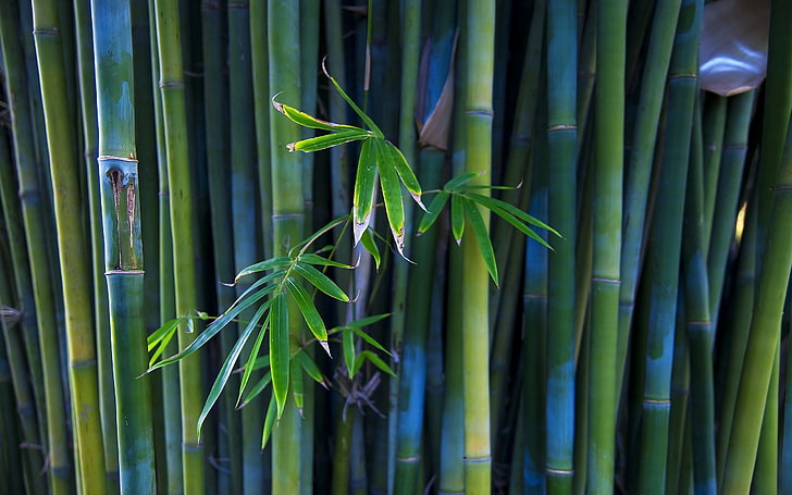 nature, bamboo, photography, plants, leaves, HD wallpaper