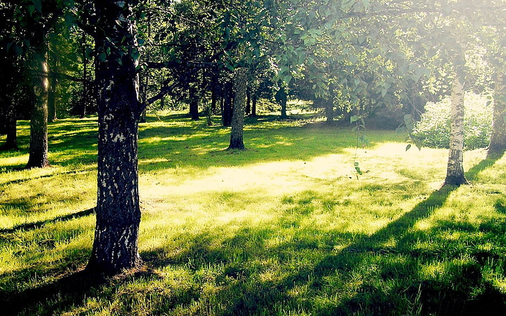 słoneczny dzień-Forest Landscape Wallpaper, fotografia zielonych i czarnych drzew, Tapety HD