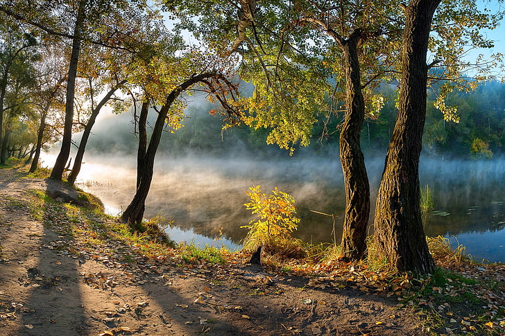 grünblättriger Baum, Blätter, Fluss, Nebel, Morgen, Wald, Pfad, Wasser, Natur, Landschaft, HD-Hintergrundbild