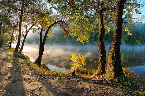 albero a foglie verdi, foglie, fiume, nebbia, mattina, foresta, sentiero, acqua, natura, paesaggio, Sfondo HD HD wallpaper