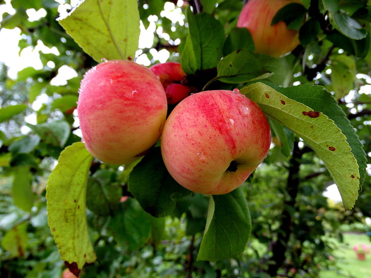 apples, Apple, Apple orchard, HD wallpaper