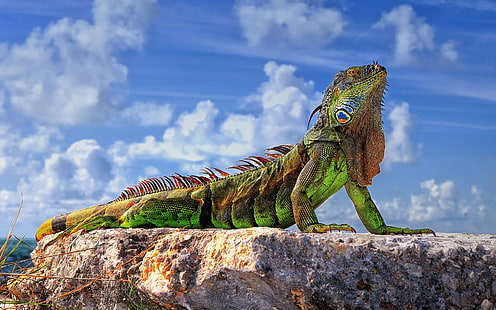 yeşil ve kahverengi iguana, hayvanlar, yaban hayatı, sürüngenler, iguana, doğa, HD masaüstü duvar kağıdı HD wallpaper