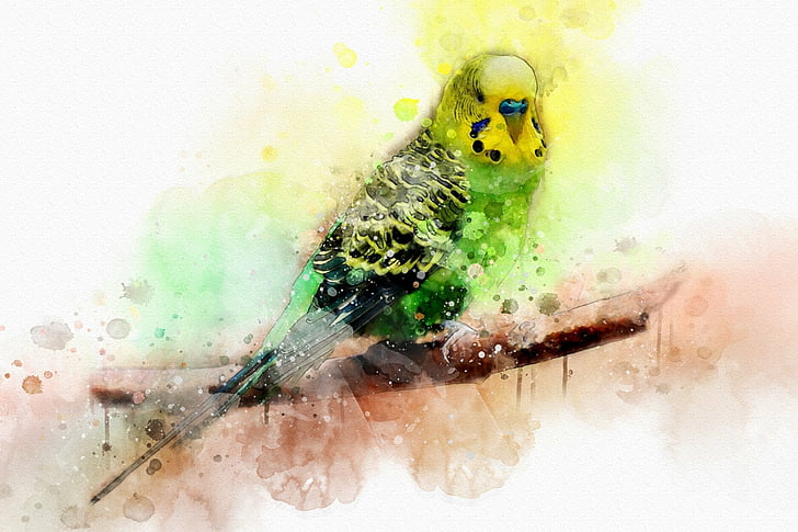 Birds, Budgerigar, Artistic, Bird, Parrot, Watercolor, HD wallpaper