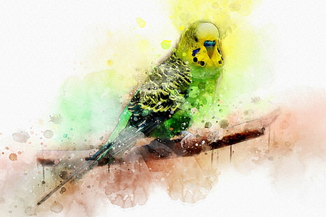 Vögel, Wellensittich, Künstlerisch, Vogel, Papagei, Aquarell, HD-Hintergrundbild HD wallpaper