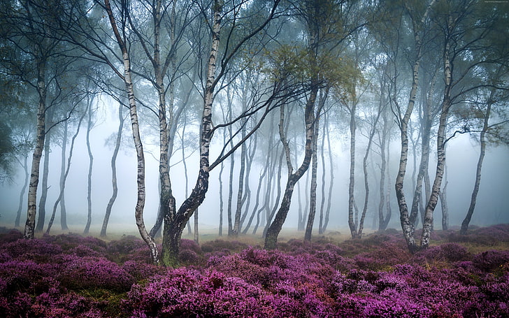 Stanton Moor, niebla, flores silvestres, bosque, 4k, Reino Unido, Peak District, 5k, 8k, Fondo de pantalla HD