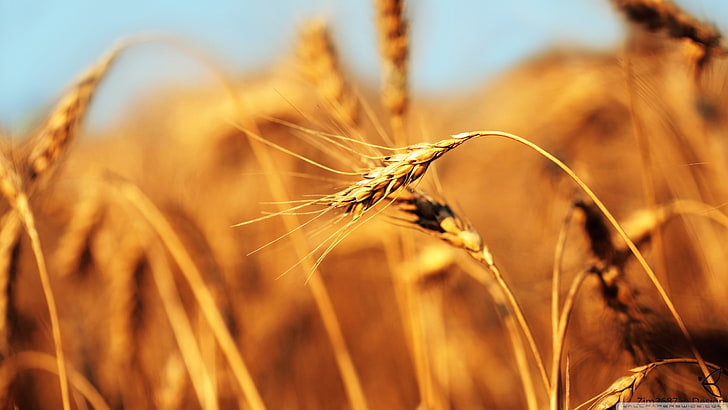 пшеница, колоси, дълбочина на полето, растения, боке, HD тапет