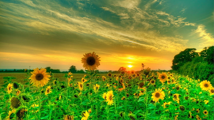 слънчоглед, цвете, изгрев, небе, природа, поле, слънчогледово поле, сутрин, слънчева светлина, пейзаж, HD тапет