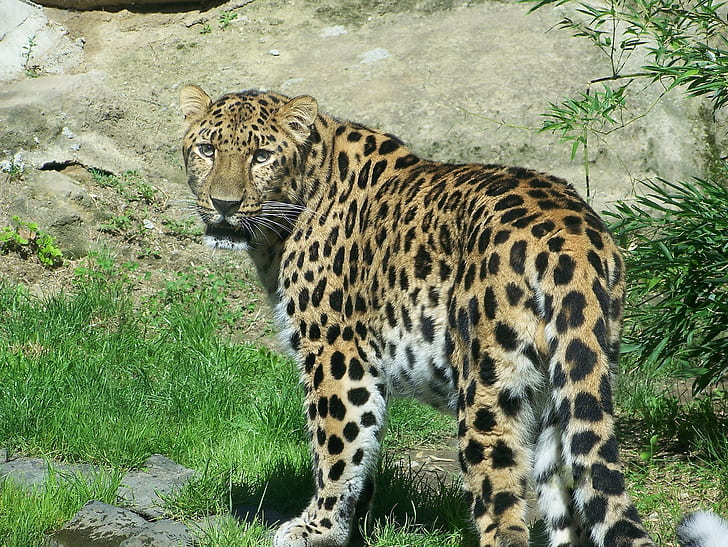 look, interest, predator, leopard, far East, amur leopard, HD wallpaper