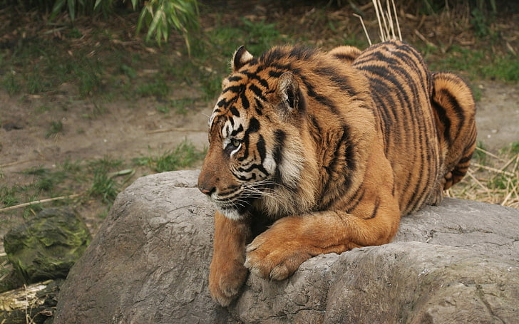 brown, white, and black tiger, tiger, predator, rock, sit, HD wallpaper