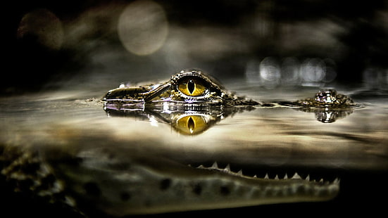 крокодили, вода, очи, животни, влечуги, HD тапет HD wallpaper