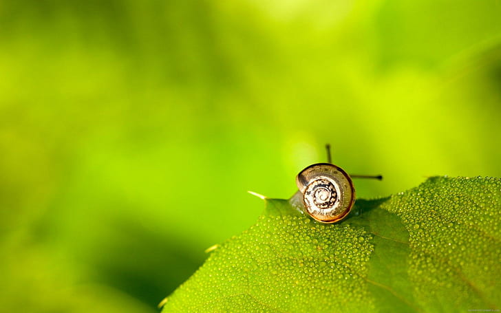 Snail on a leaf, brown snail, snail, animal, leaf, green, shell, dew, HD wallpaper