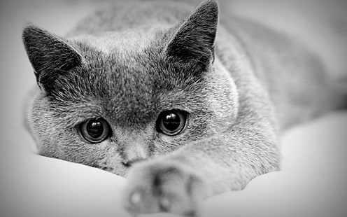 흑백, 동물, 고양이, HD 배경 화면 HD wallpaper